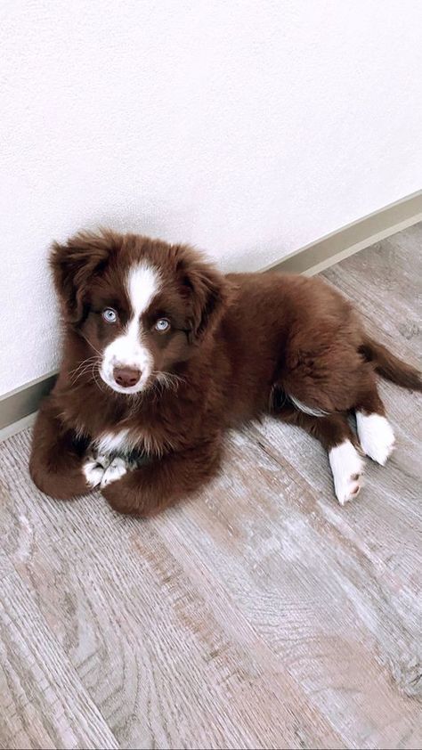 Mini Australian Shepherd Puppies, Mini Aussie Shepherd, Miniature Aussie, Cutest Dog Breeds, Miniature Australian Shepherd Puppies, Mini Australian Shepherd, Miniature Australian Shepherd, Australian Shepherd Puppy, Mini Aussie