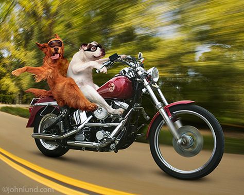 Motorcycle Dogs Happy Birthday Motorcycle, Biker Dog, Motorcycle Birthday, Biker Art, Bon Weekend, Funny Animal Pictures, Funny Animal Videos, Animal Gifs, Dog Pictures