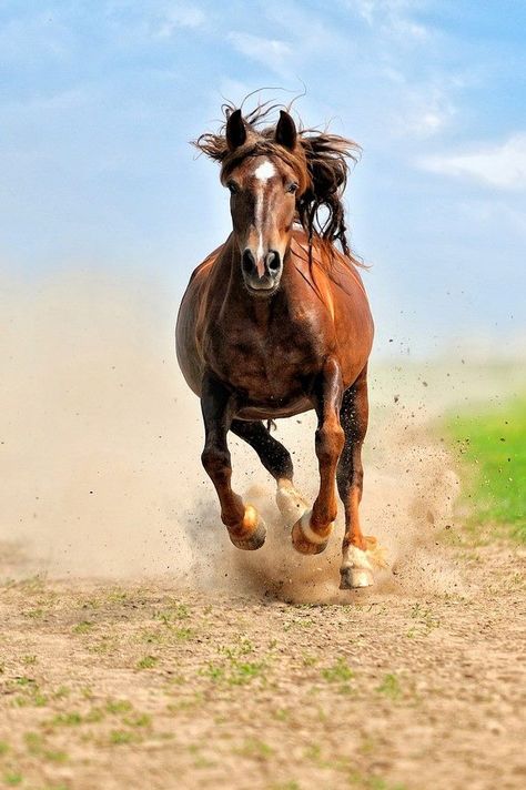 Most Beautiful Horses, Most Beautiful Animals, Majestic Horse, All The Pretty Horses, Horse Crazy, Pretty Horses, Horse Photography, Horse Pictures, Horse Love