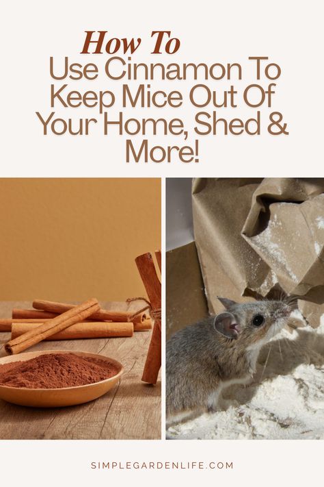 cinnamon sticks and a mouse tearing into a bag of flour. Natural Mice Deterrent, Mouse Repellant Diy, Essential Oil For Mice Repellant, How To Mouse Proof Your House, What Repels Mice, Essential Oils To Get Rid Of Mice, Smells That Repel Mice, Essential Oils To Deter Mice, Natural Mouse Deterrent