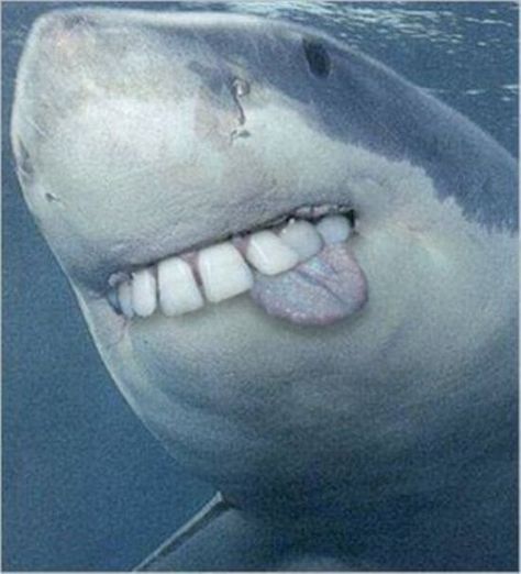 shark with funny teeth 10 Sharks With Human Teeth, Sharks Scary, Teeth Humor, Shark Images, Sea Shark, Teeth Pictures, Shark Pictures, Big Teeth, Human Teeth