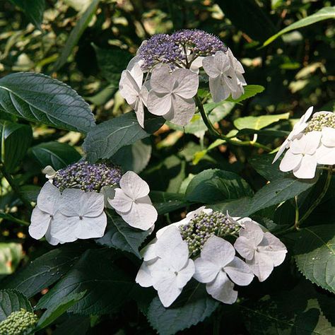 Hydrangeas come in a staggering array of shapes, sizes, and varieties. Knowing which of these flowering shrubs will do best in your backyard is the first step to success with this beautiful bloomer. Plus get tips on how to care for hydrangeas. Mophead Hydrangea, Types Of Hydrangeas, Hydrangea Varieties, White Flower Farm, Hydrangea Care, Hydrangea Colors, Growing Hydrangeas, Hydrangea Garden, Hydrangea Macrophylla