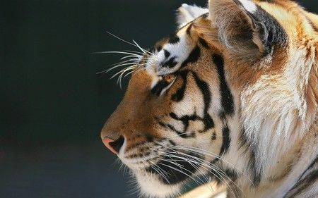 animal, nature, Tiger Profile, South China Tiger, Save The Tiger, Tiger Images, Tiger Wallpaper, Profile Wallpaper, Tiger Pictures, Pet Tiger, Tiger Face