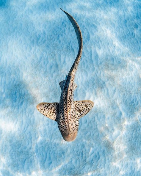 Aesthetic Shark, Marine Tattoos, Zebra Shark, Marine Tattoo, Leopard Shark, Cool Sharks, Shark Photos, Shark Pictures, Whale Sharks