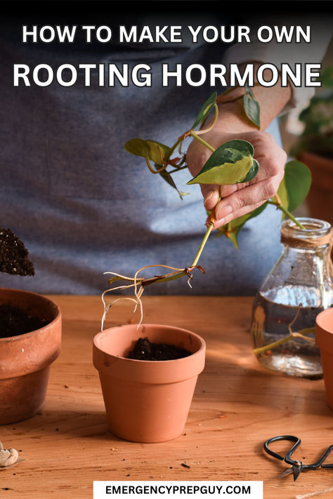 A person prepares a plant cutting for potting, demonstrating how to make rooting hormone naturally for promoting healthy root growth. Diy Root Stimulator For Plants, Diy Rooting Powder, Homemade Rooting Hormone, Prepper Garden, Rooting Hormone Diy, Miracle Grow Diy, Homemade Plant Food, Emergency Preparedness Food, Bucket Gardening