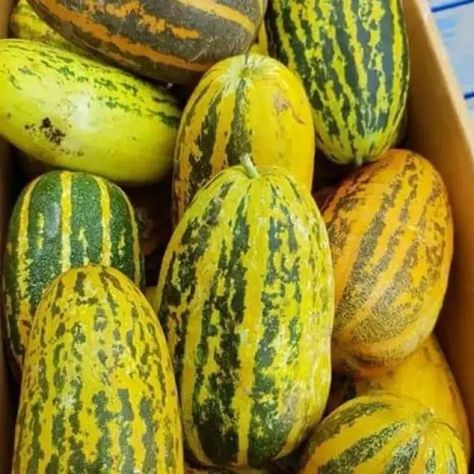 The Ultimate Guide to Growing Thai Asian Musk Melon (Dua Gang, Dua Bo) from Seeds Melon Plant, Musk Melon, Gourd Vegetable, Melon Fruit, Melon Seeds, Superfood Powder, Refreshing Desserts, Fruit Seeds, Tea Benefits