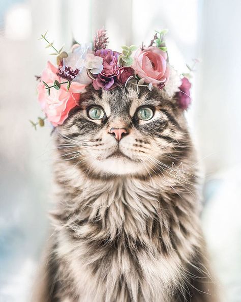 This Artist Makes Flower Crowns That Could Be Worn By Both Animals And Their Owners Bad Brain, Cute Kittens, Kitty Cats, Beautiful Cat, Pretty Cats, Maine Coon, Australian Shepherd, Crazy Cat Lady, Beautiful Cats