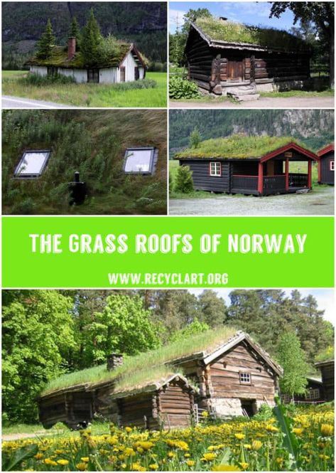 For hundreds of years, houses in Norway have been covered with turf. And they come in different varieties. Some are bright green and almost velvety. Others are golden and look like they’re growing wheat or oats. A number of turf roofs have flowers mixed in with the grass, and a few have small t... #Grass, #House, #Roof #HomeImprovement, #WoodOrganic Grass Roof House, Turf Roof, Growing Wheat, Norwegian Recipes, Grass Roof, Roof House, Living Roofs, Destination Ideas, Pallet Outdoor