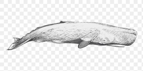 Hump Back Whale Drawing, Sperm Whale Drawing, White Whale Illustration, Whale Vector, Whale Scientific Illustration, Sea Whale, Whale Stuffed Animal, Whale Illustration, Sperm Whale