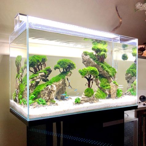 20 Gallon Fish Tank Ideas, 20 Gallon Fish Tank, Fish Tank Ideas, Aquarium Architecture, Fish Aquarium Decorations, Ikan Air Tawar, Fish Tank Themes, Aquarium Garden, Amazing Aquariums