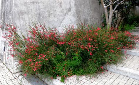 Firecracker Plant Landscaping, Firecracker Plant, Yard Remodel, Waterwise Garden, Full Sun Perennials, Miniature Display, Sun Perennials, Replant, Plant Species