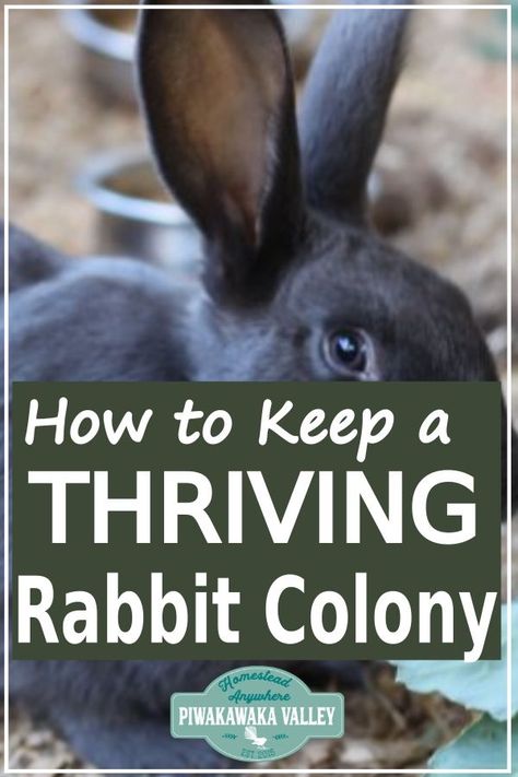 Rabbit Husbandry, Rabbit Colony Set Up, Backyard Rabbits, Raising Rabbits For Profit, Rabbit Colony Pens, Silver Fox Rabbit, How To Raise Meat Rabbits, Homestead Rabbits, Raising Meat Rabbits