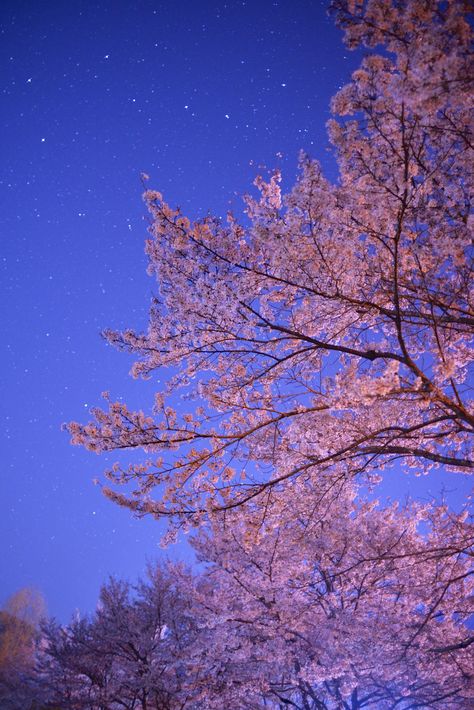 Cherry Blossom, Okayama, Japan Aesthetic Tokyo, Okayama Japan, Japan Night, Japan Cherry Blossom, Cherry Blossom Wallpaper, Cherry Blossom Japan, Nature Vibes, Night Walk, Beautiful Trees