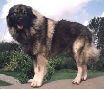 Toxic Foods For Dogs, Estrela Mountain Dog, Caucasian Shepherd Dog, Karelian Bear Dog, Caucasian Shepherd, Sealyham Terrier, Smooth Fox Terriers, Good Family, All Breeds Of Dogs