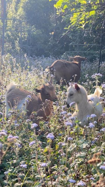 Mother The Mountain Farm on Instagram: "Two fairies playing in the field 🌷🌸" Goats In A Field, Farm In The Mountains, Mother The Mountain Farm, Pack Goats, Two Fairies, Fairytale Life, Winter Farm, Runner Ducks, Mountain Farm