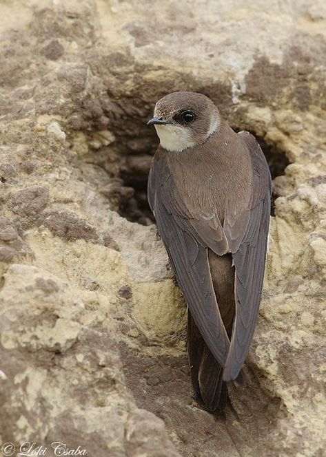 English Birds, Uk Birds, Sand Martin, Swift Bird, Mediterranean Countries, British Birds, Migratory Birds, Woodpeckers, British Wildlife