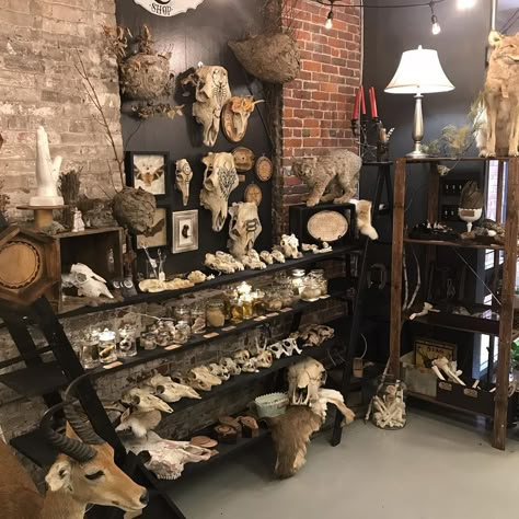 Vulture Culture Room, Bone Decor, Curiosity Box, Bones And All, Wet Specimen, Taxidermy Art, Bone Crafts, Apartment Goals, Welcome To My House