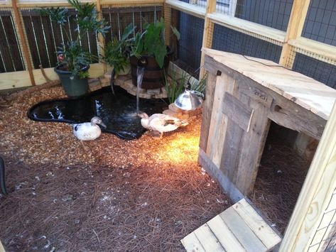 Duck Ramp For Pool, Duck Pool With Drain, Duck Ponds Backyard Diy, Duck House Diy, Duck Pool, Duck Care, Duck Pen, Duck Pens, Animal Homes