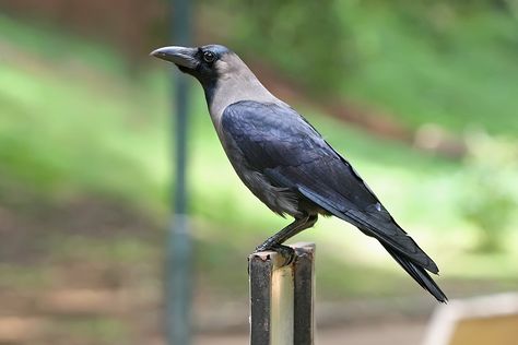 crows | Birds of India: In Praise of Crows : Note: This is not a researched ... Common Crow, Crow Pictures, Crow Flying, Crow Images, List Of Birds, Common Birds, Crow Bird, Crow Art, Animal Education