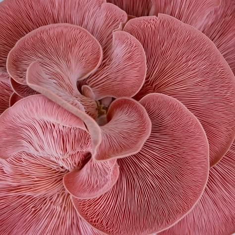 Colourful Mushrooms, Pink Oyster Mushroom, Projector Images, Layers Of The Ocean, Pink Mushrooms, Mushroom Core, Ocean Plants, Mother Hen, Oyster Mushroom