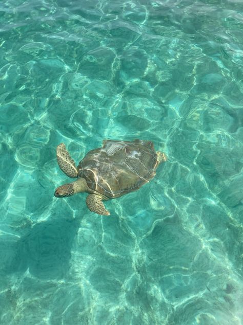 Preppy Aesthetic, A Sea, Sea Turtle, Turtles, Coconut, Swimming, Water, Green, Travel