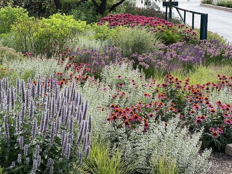 Naturalistic Planting, Native Plant Garden, Native Plant Landscape, Succulent Garden Landscape, Bush Garden, Prairie Garden, North Garden, Waterwise Garden, Drought Tolerant Landscape