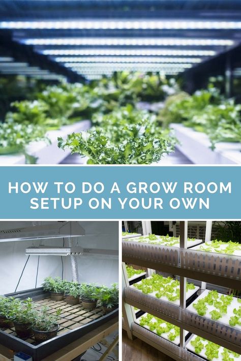 Now, having your own grow room will take time due to extensive planning. Still, this is better than making unwise decisions that could hamper plant growth in the long run. Here, we’ll guide you to making the best grow room setup for your indoor garden.​ Growing Room Indoor, Hydroponic Basement Garden, Plant Grow Room Ideas, Garage Grow Room, Basement Grow Room Ideas, Grow Room Setup Indoor, Basement Grow Room, Growing Hemp At Home, Indoor Vegetable Gardening Setup