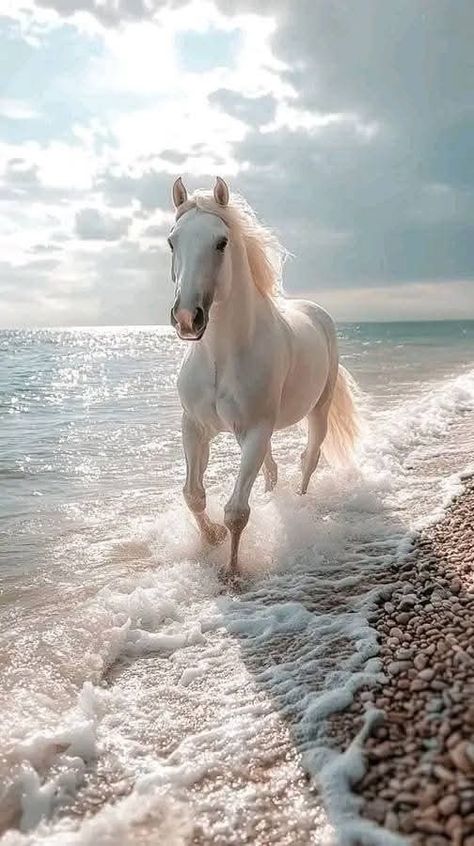 White Horses Aesthetic, Horse Riding Wallpaper, White Horse Aesthetic, White Horse Wallpaper, Clysdale Horses, Wallpaper Horse Aesthetic, Beautiful White Horse, Horse Background, Horse Riding Aesthetic