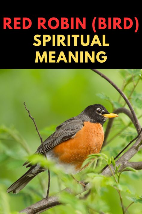 What is the spiritual meaning of the red robin bird? Spiritual Meaning Of Robins, Robin Bird Spiritual Meaning, Robin Spiritual Meaning, American Robin Tattoo, Robin Meaning, Animals Meaning, Bird Signs, Bird Meaning, Spiritual Animals