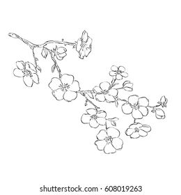 Apple Flower Drawing, Blackberries Tattoo, Flower Illustration Simple, Blackberry Tattoo, Branch Drawing, Apple Blossom Flower, Cherry Flowers, Apple Flowers, Illustration Simple