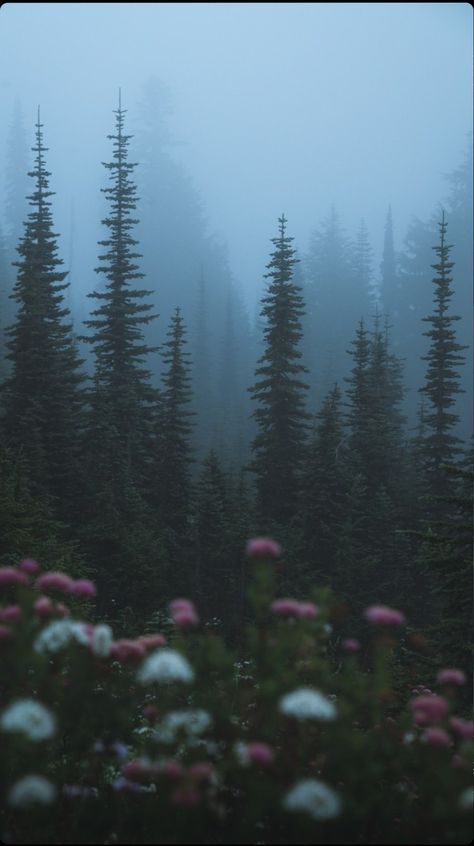 Pnw Forest, Pnw Aesthetic, 숲 사진, Dark Forest Aesthetic, Forest Core, Foggy Forest, Dark Nature Aesthetic, Misty Forest, Pretty Landscapes