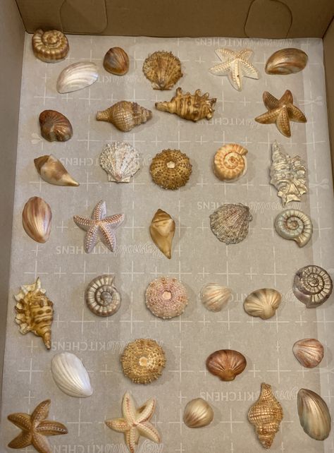 Seashell chocolate work painted with edible luster dust to give a metallic finish Fantasy Schools, Edible Seashells, Aqua Wedding Colors, Scratch Desserts, Seashell Chocolates, Seashell Cupcakes, Shell Chocolate, Bakery House, Seashell Cake