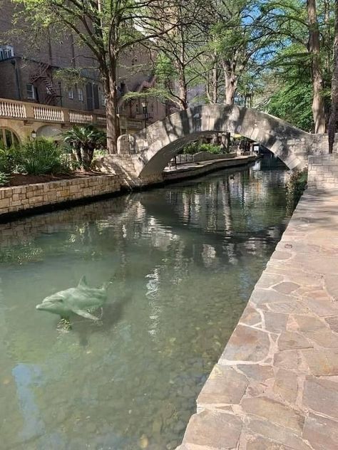 Such a beautiful thing when the dolphins return to the San Antonio Riverwalk each spring, y'all!��🐬 San Antonio Aesthetic, Triangulum Galaxy, River Aesthetic, Texas Swimming Holes, San Antonio Riverwalk, Stone City, San Antonio River, Dangerous Love, The Dolphins