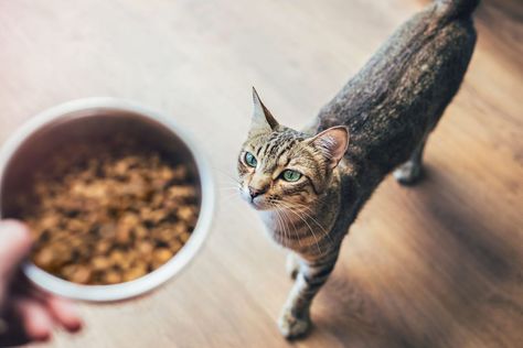 Veterinarians explain the differences between wet and dry cat food. Plus, the experts share the pros and cons of feeding feeding your pet each type—which will help you decide which is truly best for your cat. Obese Cat, Cat Food Brands, Food Wastage, Cat Diet, Cat Food Bowl, Homemade Cat, Devon Rex, Natural Cat, Human Food