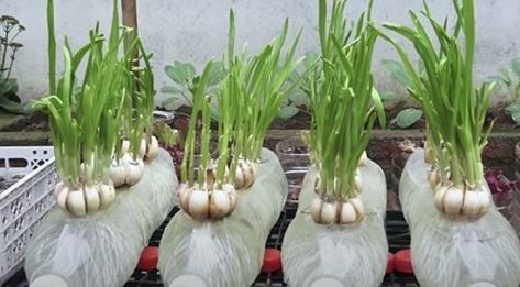 Never Buy Garlic Again - Try These 9 Garlic Growing Hacks Growing Garlic From Cloves, Can You Plant Garlic In A Pot, Can You Plant Onions And Garlic Together, How Long Does Garlic Take To Grow, Grow Garlic Indoors, Baking Garlic Bulb, Garlic Garden, Society Garlic Plant, Garlic Farm