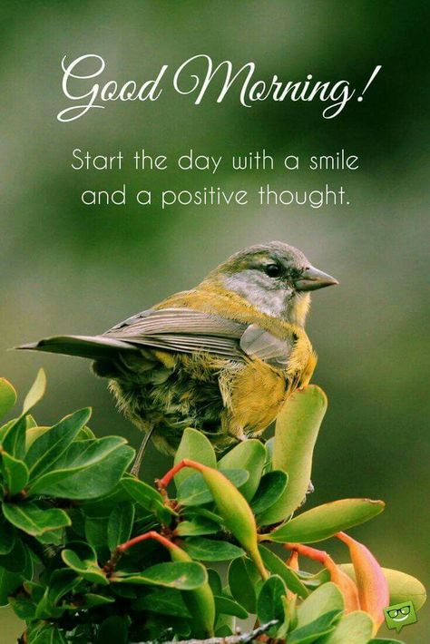 Birds good day morning images Greetings Images Very Good Morning Images, Good Morning Quotes For Him, Happy Morning Quotes, Positive Thought, Good Morning Nature, Good Morning Images Hd, Good Morning Beautiful Pictures, Cute Good Morning Quotes, Good Morning Images Flowers