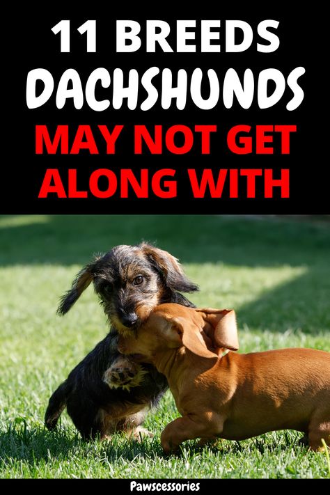 In this post you’ll discover how your dachshund might interact with 11 different popular breeds, how they’ll get along with animals outside of dogs as well as 5 tips to easily help your dachshund get along with other dogs. Tip #1 is the most important and #5 is easily the most undervalued! Red Dapple Dachshund, Long Hair Dapple Dachshund, Miniature Wirehaired Dachshund, Dachshund Bed, Dachshund Facts, Daschund Dog, Standard Dachshund, Dachshund Breed, Dapple Dachshund