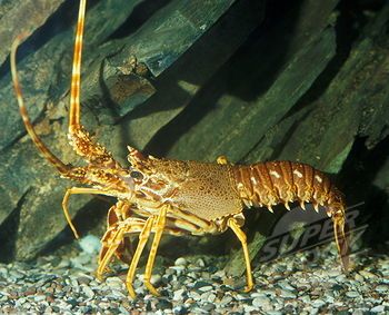 California spiny lobster (Panulirus interruptus) is a species of spiny lobster found in the eastern Pacific Ocean from Monterey Bay, California to the Gulf of Tehuantepec, Mexico. It typically grows to a length of 12 inches and is a reddish-brown color with stripes along the legs, and has a pair of enlarged antennae but no claws. The interrupted grooves across the tail are characteristic for the species. Orange Bath Rug, Spiny Lobster, Rock Lobster, Lobster Design, Lobster Tails, Fried Shrimp, Crustaceans, Orange Area Rug, Sea Animals