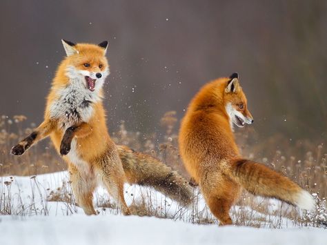 Fox Dance by © Lukasz Dobkowski Foxes Playing, Fox Dance, Fantastic Fox, Cute Foxes, Red Foxes, Animals Adorable, Vulpes Vulpes, Beautiful Wildlife, Fox Pictures