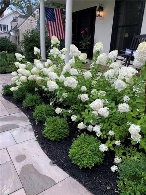 Front Yard Hydrangea, Front Yard Design Ideas, Garden Home Ideas, Yard Design Ideas, Front Porch Landscape, Yard Landscape Ideas, Garden Front Yard, Boxwood Landscaping, Landscape Ideas Front Yard Curb Appeal