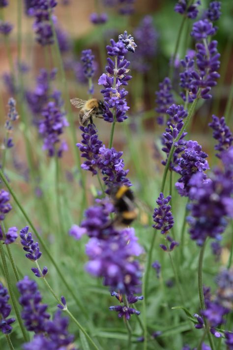 Bees And Lavender, Color Inspiration, Lavender, Bee, Plants, Instagram, Art