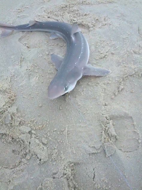 Dogfish shark, DE Spiny Dogfish Shark, Silly Sea Creatures, Spiny Dogfish, Dogfish Shark, Character Moodboard, Hyper Fixation, Eastern Shore, Goofy Ahh, Marine Animals