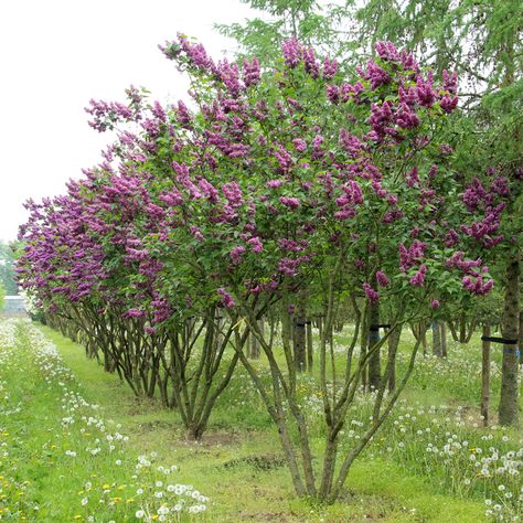 Syringa vulgaris 'Charles Joly' multi-stem umbrella Syringa Vulgaris Tree, Charles Joly Lilac, Lilac Hedge, Lilac Syringa, Syringa Vulgaris, French Lilac, Lilac Tree, Flower Purple, Fragrant Plant