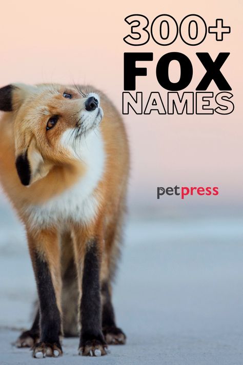 Fox Name Ideas, Fox Names, Stuffed Animal Names, Fox Pet, Cute Animal Names, Names Cute, Stella Luna, Fox Dog, Fennec Fox