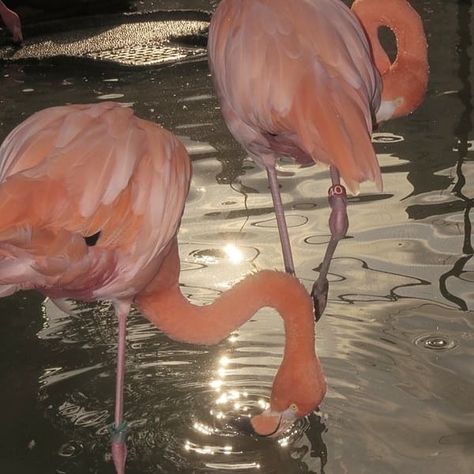 Pink Flamingo Aesthetic, Flamingo Pink Aesthetic, Flamingo Aesthetic, Aesthetic Rose, Pink Eye Makeup, Blackpink Aesthetic, Flamingo Pink, Orange Aesthetic, Pink Flamingo