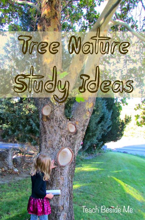 Tree Nature Study - looking forward to studying different trees in our new location Trees Unit Study, Tree Inquiry Kindergarten, Tree Activities For Preschool, Tree Unit Study, Tree Unit, 2nd Grade Science, Nature Based Learning, Homeschool Nature, Outdoor Learning Activities