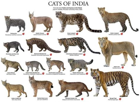 Parveen Kaswan, IFS on Twitter: "Do you know there are 16 species of cats found in India. Which shows how diverse our country is. So how many you have seen till now ? https://t.co/uAtldmZRY7" / Twitter Big Cat Size Comparison, Species Of Cats, Animal Infographic, Animals Information, Cat Species, Wild Animals Pictures, Animal Study, About Animals, Rare Animals