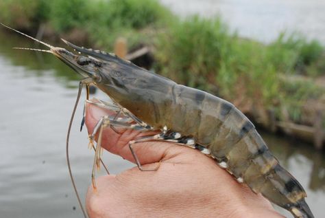 Giant Tiger Prawn (Penaeus monodon) Grow Plants In Water, Tiger Prawn, Tiger Prawns, Giant Tiger, Shrimp Farming, Tiger Shrimp, Affordable Backyard Ideas, Blue Harvest, Bonsai Seeds