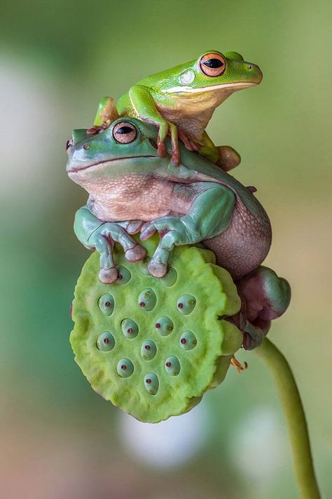 TRUE FRIENDSHIP by lessysebastian - ViewBug.com Amaryllis Plant, Frog Species, Regard Animal, Frog Pictures, Funny Frogs, Frog Art, Airbrush Art, Frog And Toad, Tree Frogs