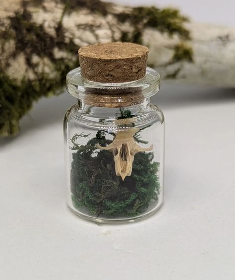 Mini oddities bottles will be a part of our taxidermy drop on our shop by the end of this week so keep an eye out for the drop countdown! 🐭💀 . . . Available soon, shop link in bio 🦴🪨 #smallbusiness #art #oncealivedesigns #etsy #etsyshop #shopsmall #handmade #nature #natural #ethical #taxonomy #mini #miniterrarium #terrarium #craft #museum #belljar #display #rodent #mouse #skull #bones #spooky #gothic #biology #taxidermy #foraging #oddities #darkacademia Bone Terrarium, Terrarium Craft, Cottagecore Taxidermy, Mouse Skull, Miniature Oddities, Wet Specimen Taxidermy In A Jar, Wet Specimen Taxidermy, Craft Museum, Skull Bones